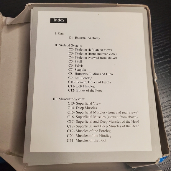 Cat Anatomy Flash Cards - Picture 3 of 4